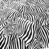 Geschenkpapier Zebra schwarz-weiß 3 Bögen - 2